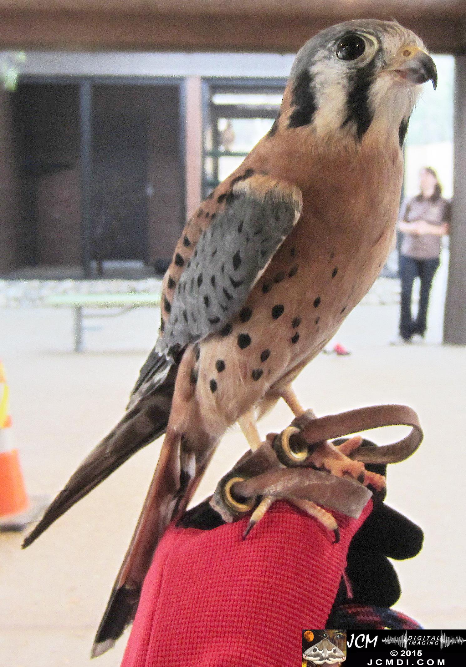 Kestrel at Placerita Nature Center